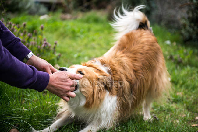 Persona jugando con perro mascota al aire libre - foto de stock