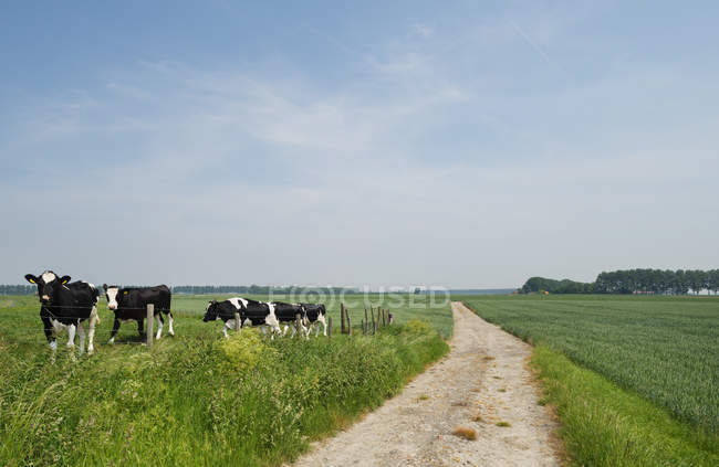 Kühe weiden in Feld, Kruisdijk, Zeeland, Niederlande, Europa — Stockfoto