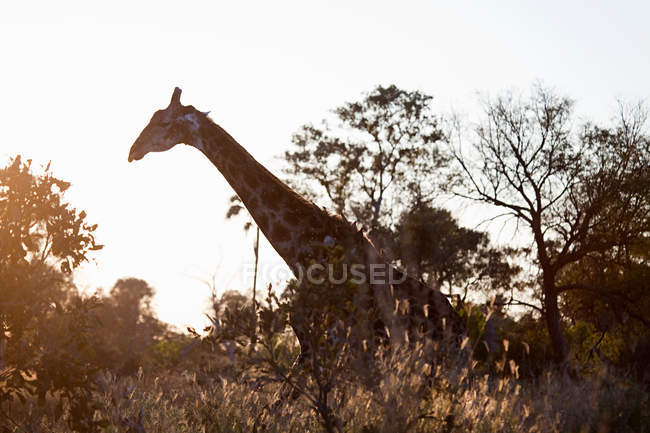 Girafa caminhando durante o pôr do sol em Okavango Delta, Botsuana, África — Fotografia de Stock