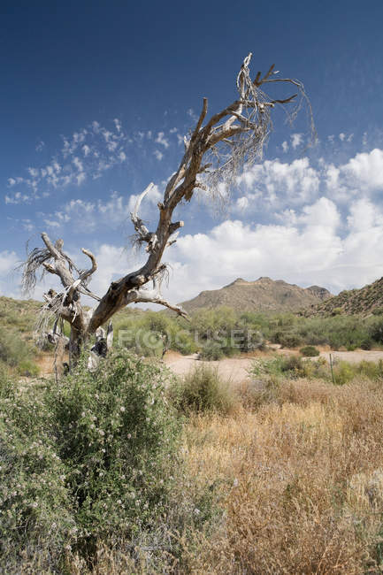 Vista del árbol muerto en el desierto, EE.UU. - foto de stock