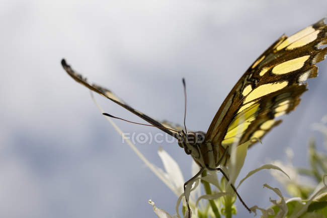 Вид бабочки монарха крупным планом — стоковое фото