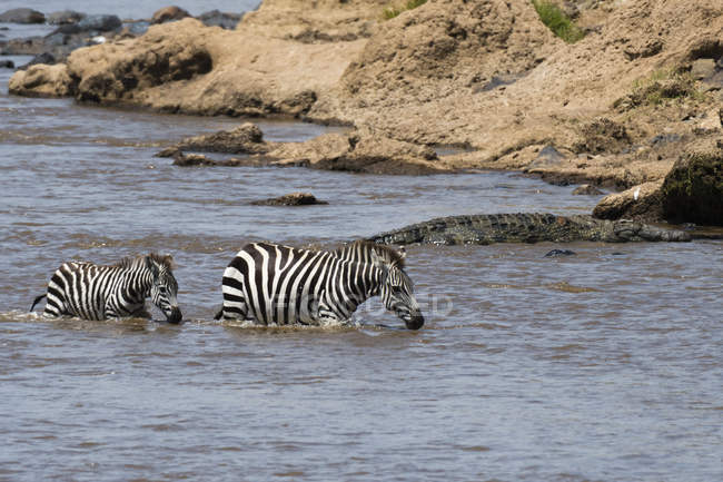 Bolsas zebras atravessando o rio Mara, Reserva Nacional Masai Mara, Quênia — Fotografia de Stock