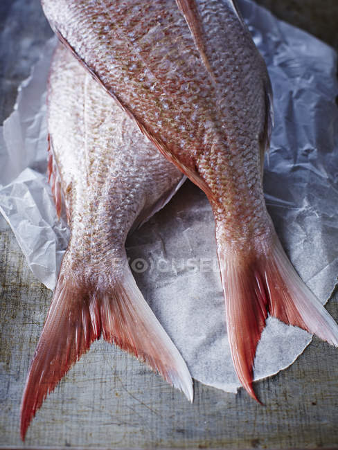 Still life of two whole snappers on greaseproof paper, cropped overhead view — Stock Photo
