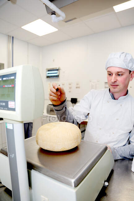 Cheese maker weighing wheels of hard cheese — Stock Photo