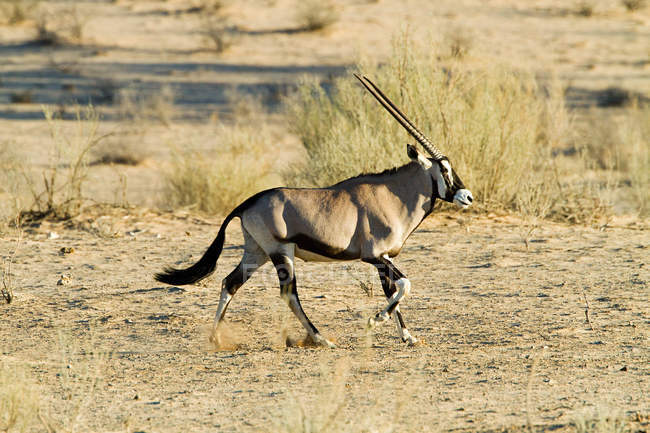 Vue de gemsbok marchant dans le désert — Photo de stock