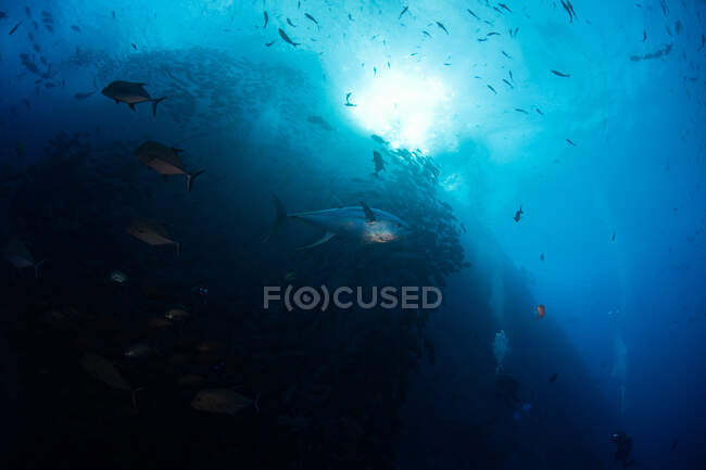 Diver photographing school of yellowfin tuna, Revillagigedo Archipelago, Tamaulipas, Mexico — Stock Photo
