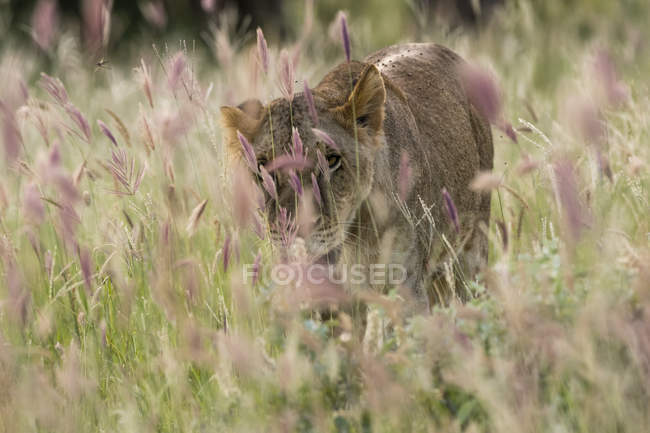 Ritratto di leonessa che cammina nel campo di erba viola — Foto stock