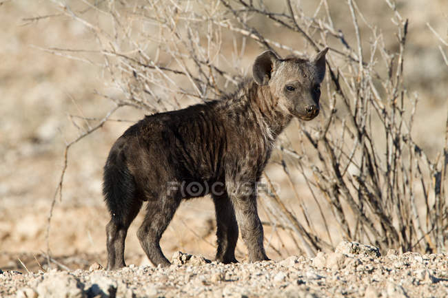 Hyena près de buisson séché dans le désert en regardant la caméra — Photo de stock