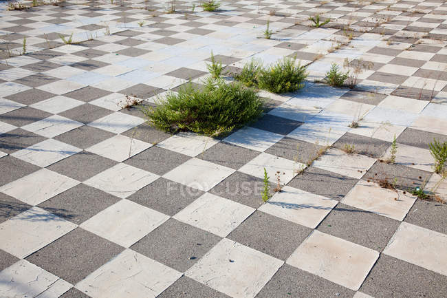 Plantas verdes crescendo através de piso de azulejos — Fotografia de Stock
