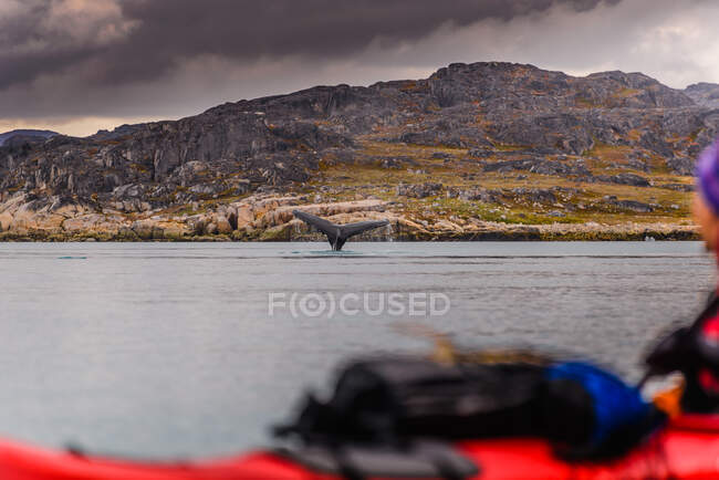 Schwanz des Waltauchens im Meer, Narsaq, Vestgronland, Grönland — Stockfoto