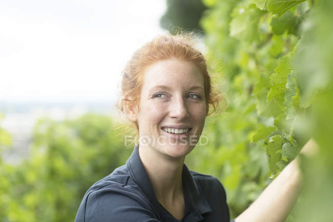 Женщина в винограднике, Баден Вюртемберг, Германия — стоковое фото