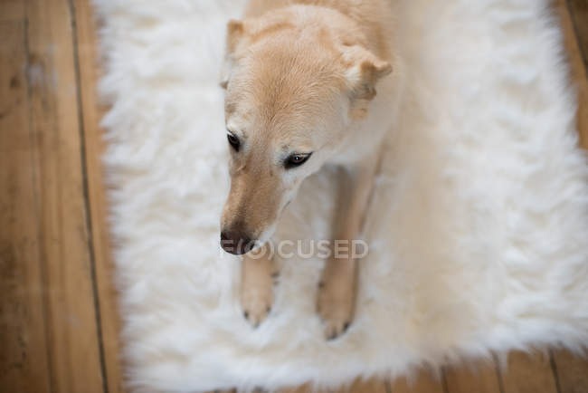 Top view of dog lying on fluffy rug at home — Stock Photo