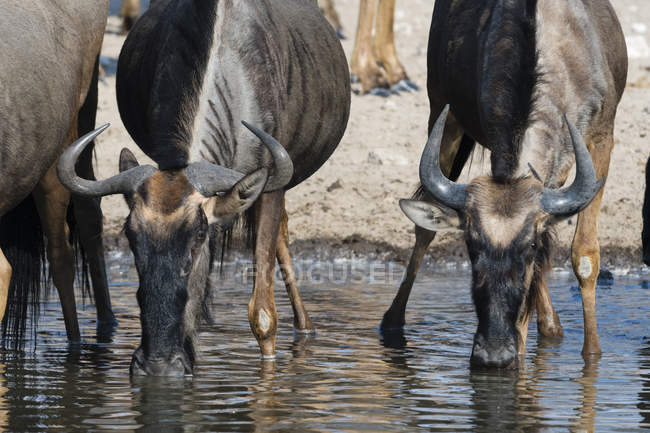 Wildebeests blu acqua potabile dal fiume, Kalahari, Botswana — Foto stock