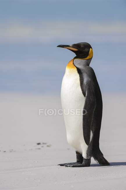 Retrato do pinguim-rei na praia, Ponto de Voluntário, Port Stanley, Ilhas Falkland, América do Sul — Fotografia de Stock