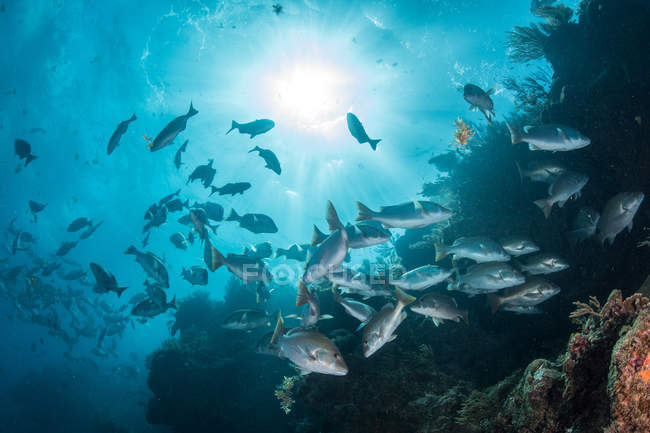 Underwater shot of red snapper shoal gathering to mate, Quintana Roo, Mexico — Stock Photo