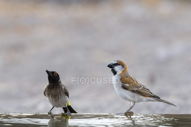 Due uccellini seduti sull'acqua a Kalahari, Botswana — Foto stock