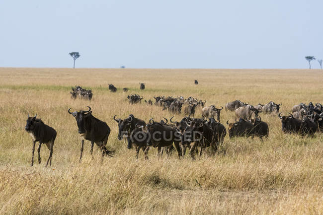 Östliches Weißbartgnu, Connochaetes taurinus albojubatus, Migration, Masai-Mara-Nationalreservat, Kenia — Stockfoto