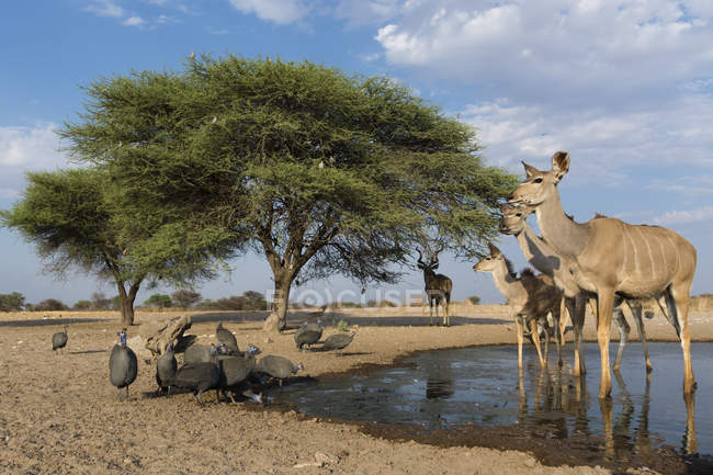 Maior kudus e capacete guineafowls alimentação e beber no buraco da água no Botswana — Fotografia de Stock