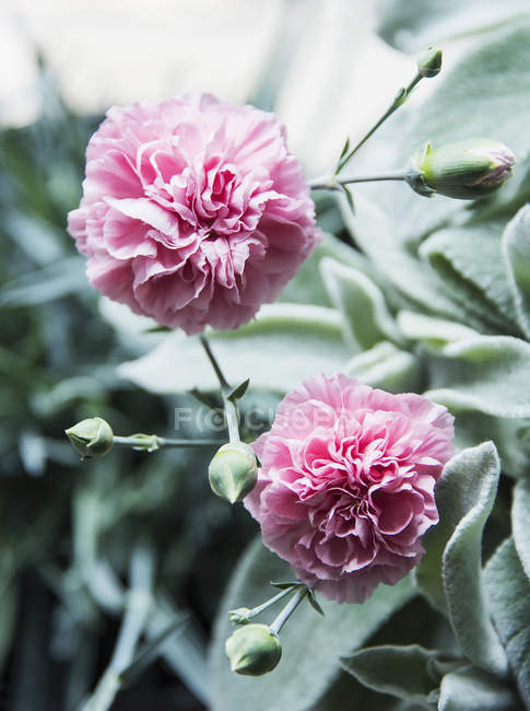Œillets roses, gros plan — Photo de stock