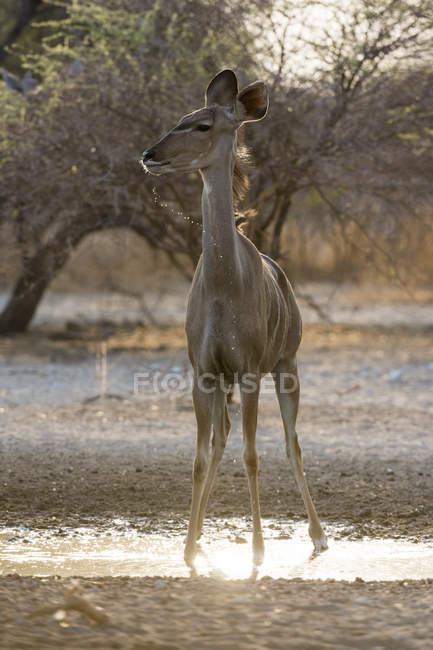 Female greater kudu standing at waterhole at sunrise — Stock Photo