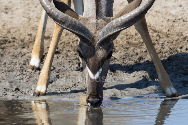 Male greater kudu drinking water from waterhole in botswana — Stock Photo
