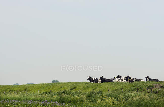 Vacas que descansan en el campo, Kruisdijk, Zelanda, Países Bajos, Europa - foto de stock