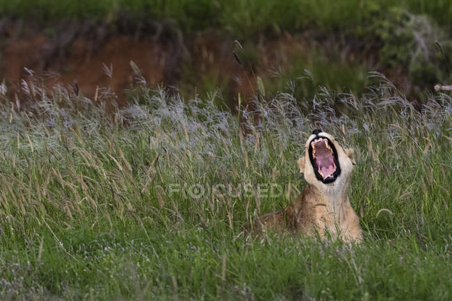 Lion roaring and sitting in green grass in Tsavo, Kenya — Stock Photo
