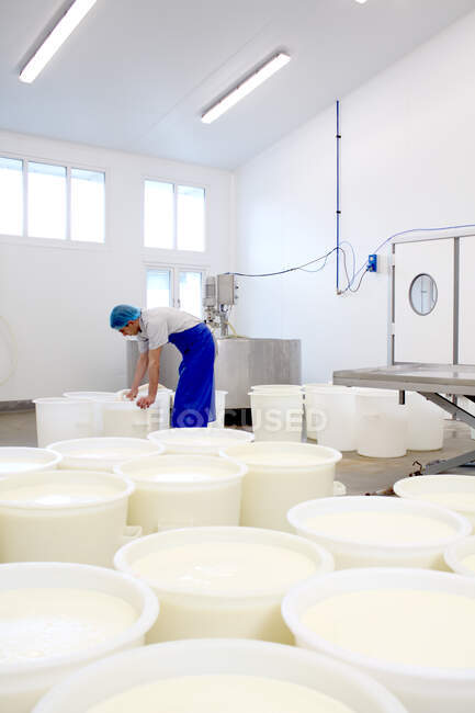 Сыр производитель наполнения ведра молока, чтобы сделать сыр — стоковое фото