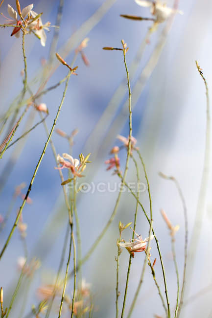 Крупным планом вид красивых цветущих полевых цветов на фоне голубого неба, избирательный фокус — стоковое фото