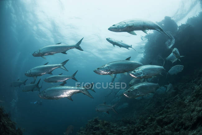 Scuola di pesce tarpon alla barriera corallina, Xcalak, Quintana Roo, Messico, Nord America — Foto stock