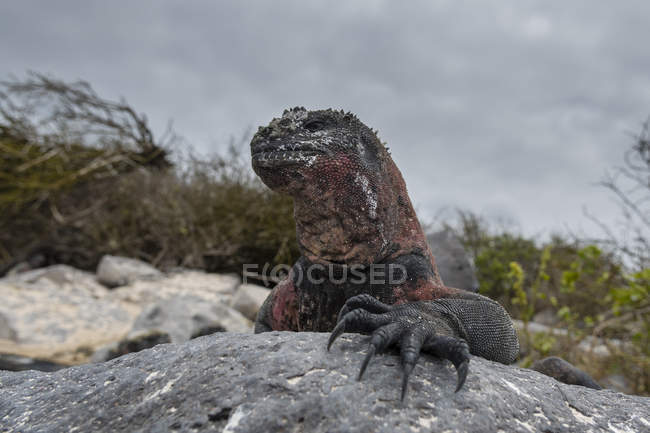 Iguana marina sulla roccia costiera, Punta Suarez, Isola di Espanola, Isole Galapagos, Ecuador — Foto stock