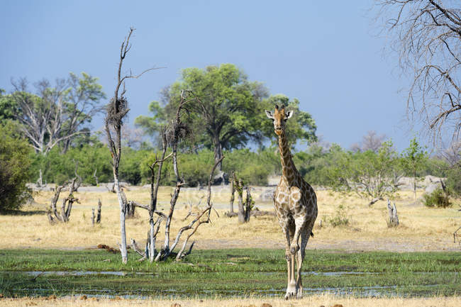 Una giraffa meridionale, Giraffa camelopardalis, passeggia nel delta dell'Okavango — Foto stock
