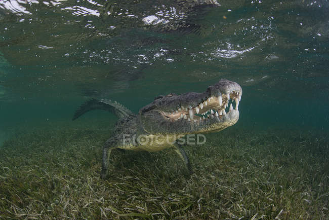 Coccodrillo sui fondali marini, Xcalak, Quintana Roo, Messico, Nord America — Foto stock