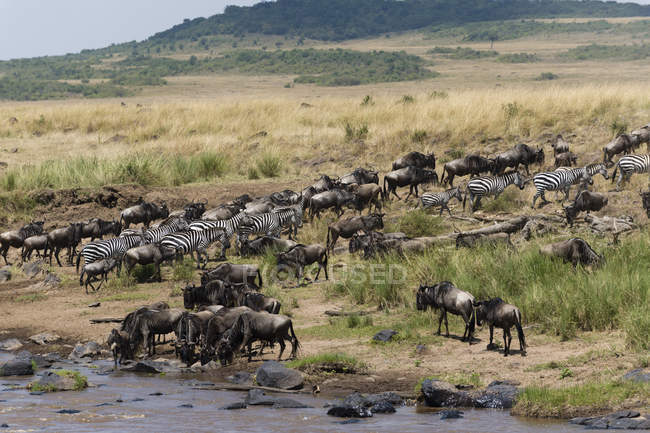 Sovvenzioni zebre e gnu sulla riva del fiume Mara nella Riserva Nazionale Masai Mara, Kenya — Foto stock