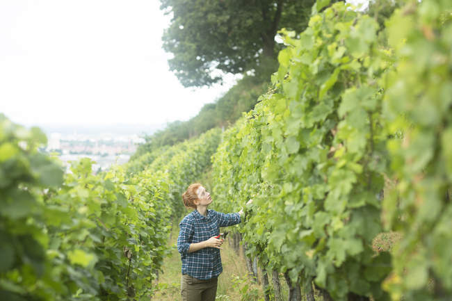 Mujer trabajando en viñedo, Baden Wurttemberg, Alemania - foto de stock