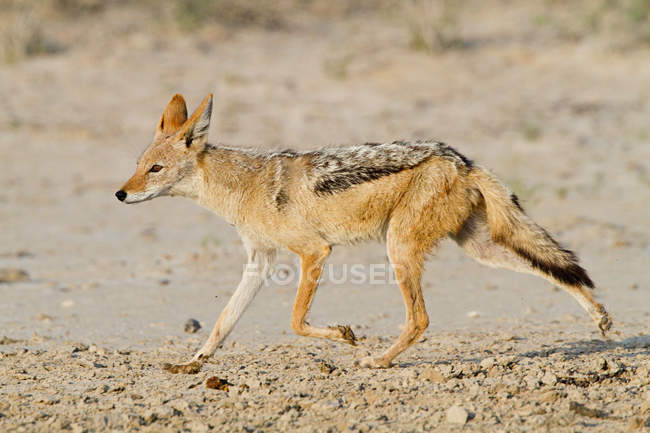 Vista lateral do preto apoiado jackyl andando no deserto — Fotografia de Stock
