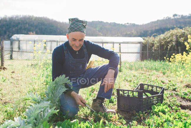 Зрілий чоловік прополка овочевого саду — стокове фото