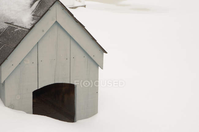Переглянути собаки розплідника в снігу, крупним планом — стокове фото