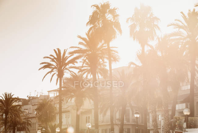 Vista panorâmica com palmeiras, Sitges, Catalunha, Espanha — Fotografia de Stock