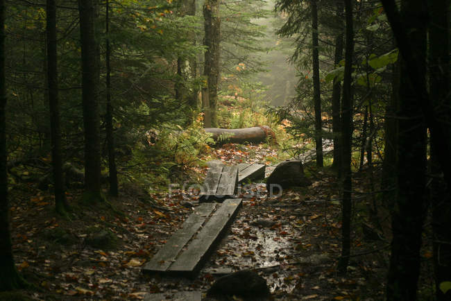 Camino a través de bosques, Blue Mountain Lake, Nueva York, EE.UU. - foto de stock