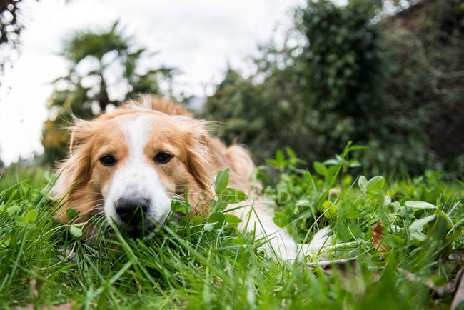 Portrait de chien domestique couché dans l'herbe — Photo de stock