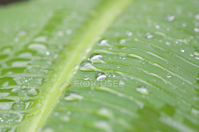 Texture of green banana leaf with water droplets — Stock Photo
