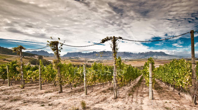 Мальовничим видом винограду на винограднику — стокове фото