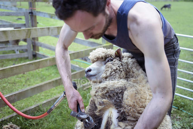 Uomo agricoltore tosatura pecore in campo — Foto stock