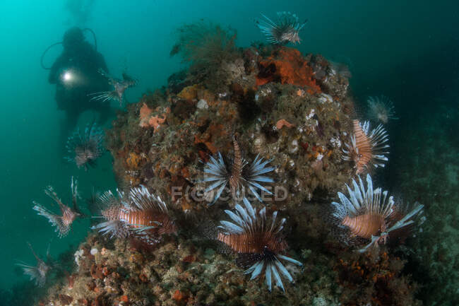Colpo subacqueo di subacqueo e gruppo di pesci leone invasivi, Quintana Roo, Messico — Foto stock
