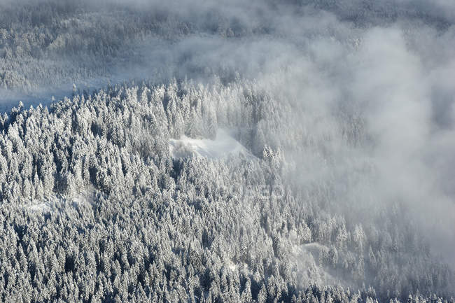 Árboles cubiertos de nieve, Monte Pilato, Alpes suizos, Suiza - foto de stock