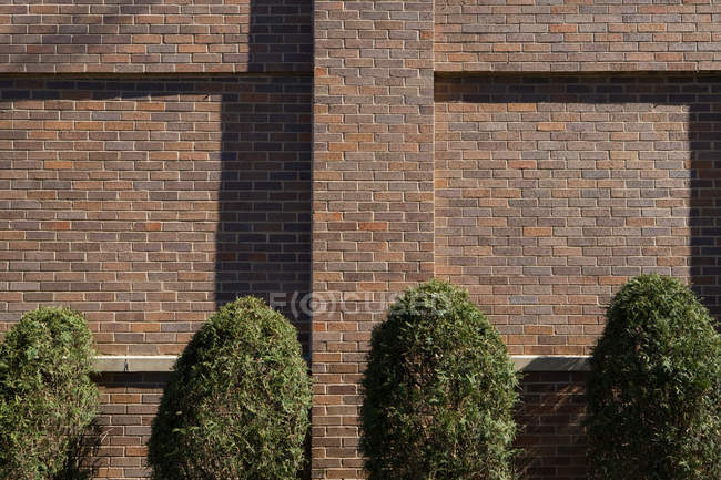 Vista di quattro cespugli verdi su sfondo mattonelle marrone — Foto stock