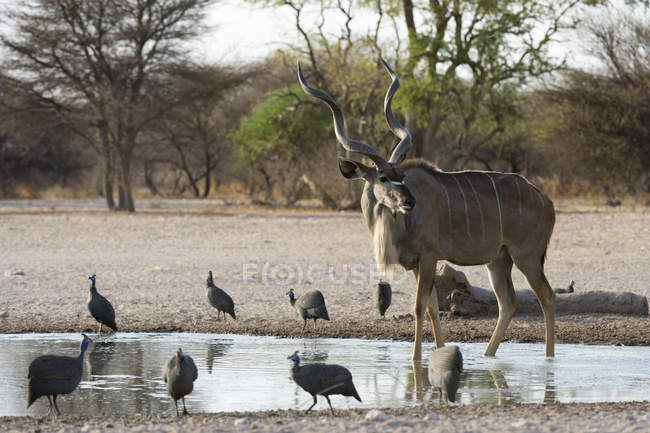 Macho maior kudu e capacete guineafowls em waterhole no botswana — Fotografia de Stock