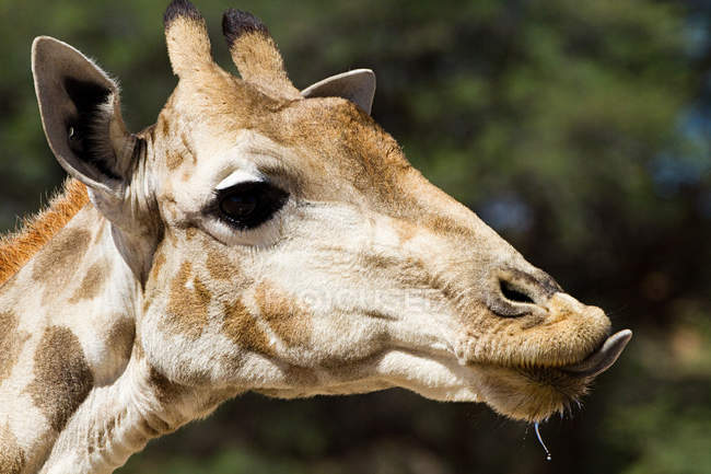 Blick auf Giraffe auf unscharfen Hintergrund — Stockfoto