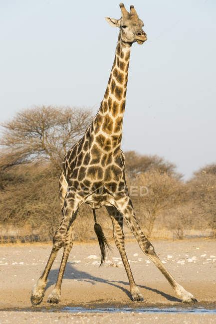 Південний жирафа стоїть біля води в Калахарі, Ботсвани — стокове фото